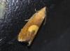 Dichrorampha sp.
